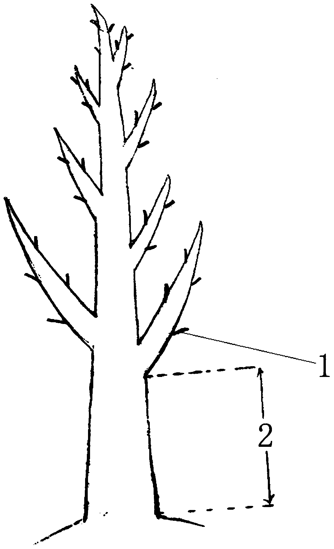 Rapid cultivation method for large-size Acer cordatum Pax original crown seedlings