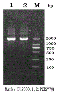 Paenibacillus polymyxa neopullulanase gene as well as method for producing neopullulanase through cloning and expression and fermentation