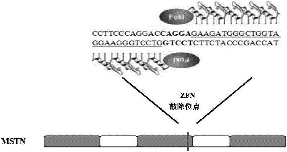 Zinc finger nuclease mediated MSTN gene mutation sequence and application thereof