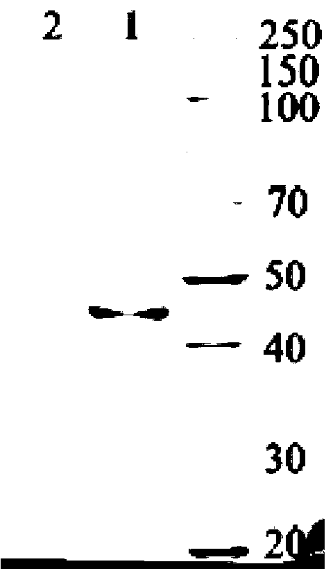Beta-mannase, coding gene as well as producing strain and application thereof