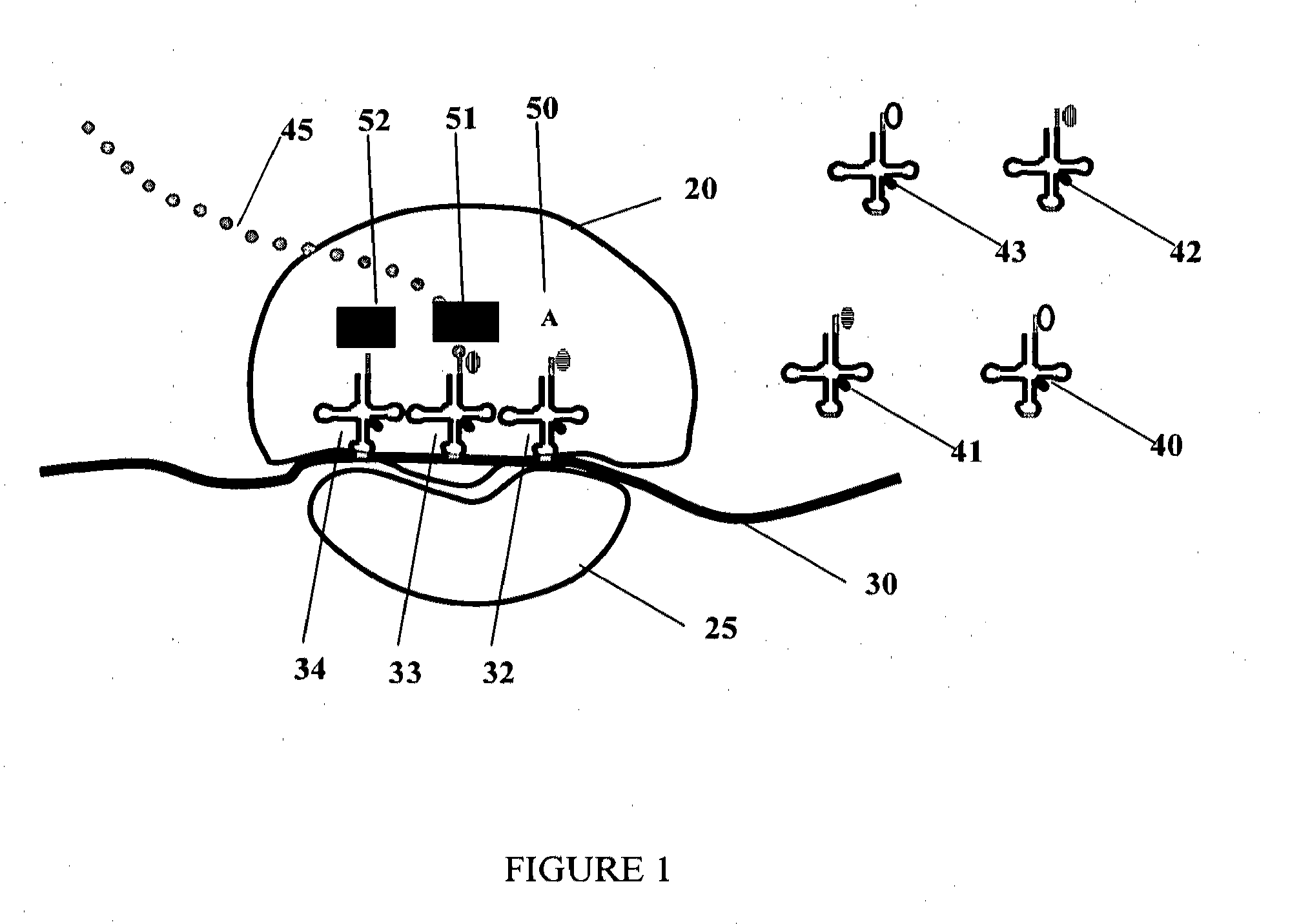 Systems and methods for measuring translation of target proteins in cells