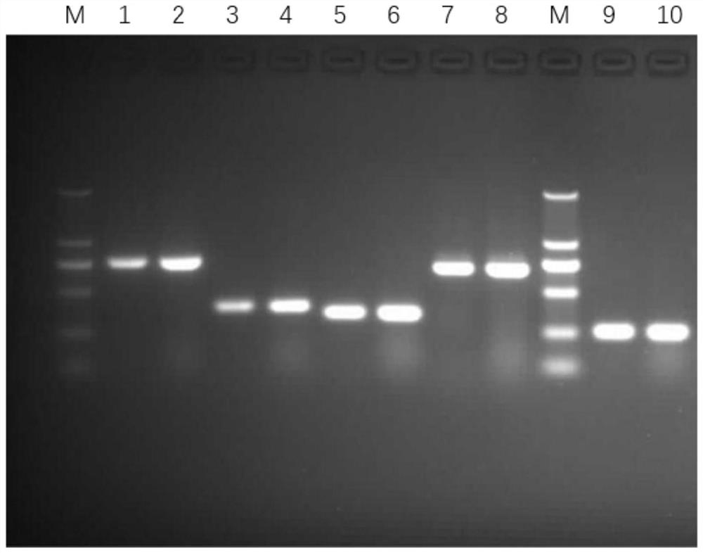 Fluorescent quantitation PCR detection primer and kit for Sf-rhabdovirus
