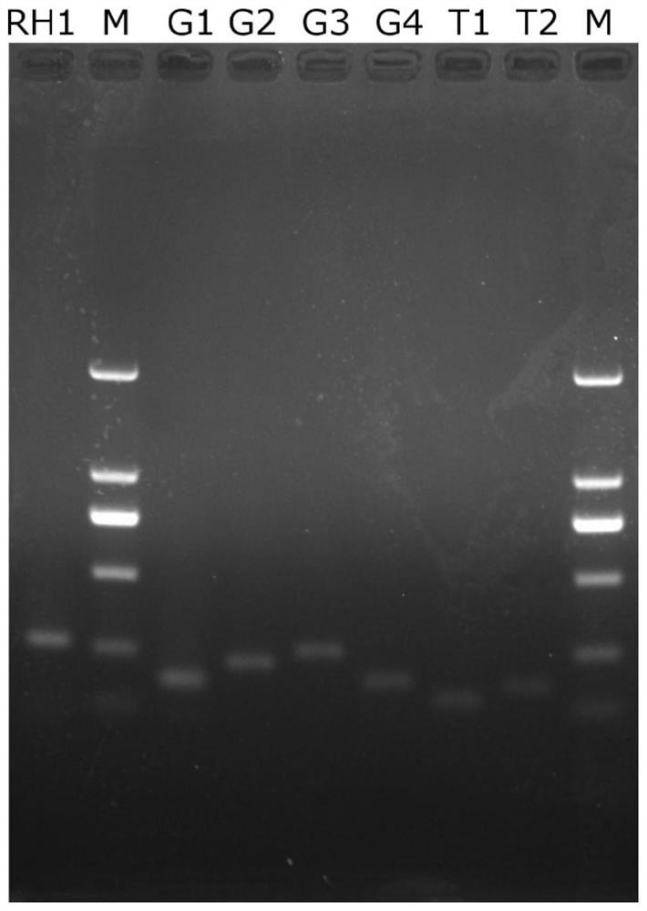 Fluorescent quantitation PCR detection primer and kit for Sf-rhabdovirus
