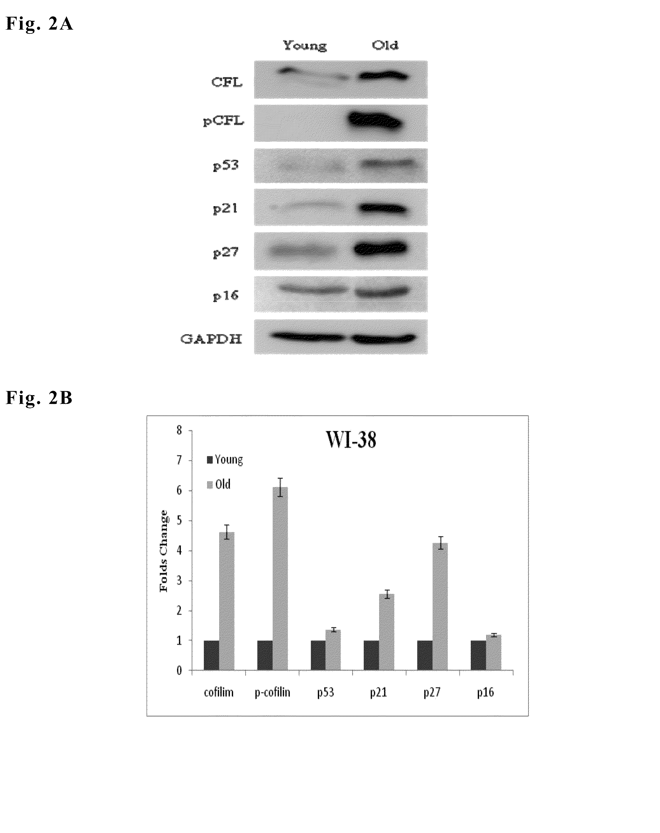 Method for evaluating cell aging by expression level of cofilin