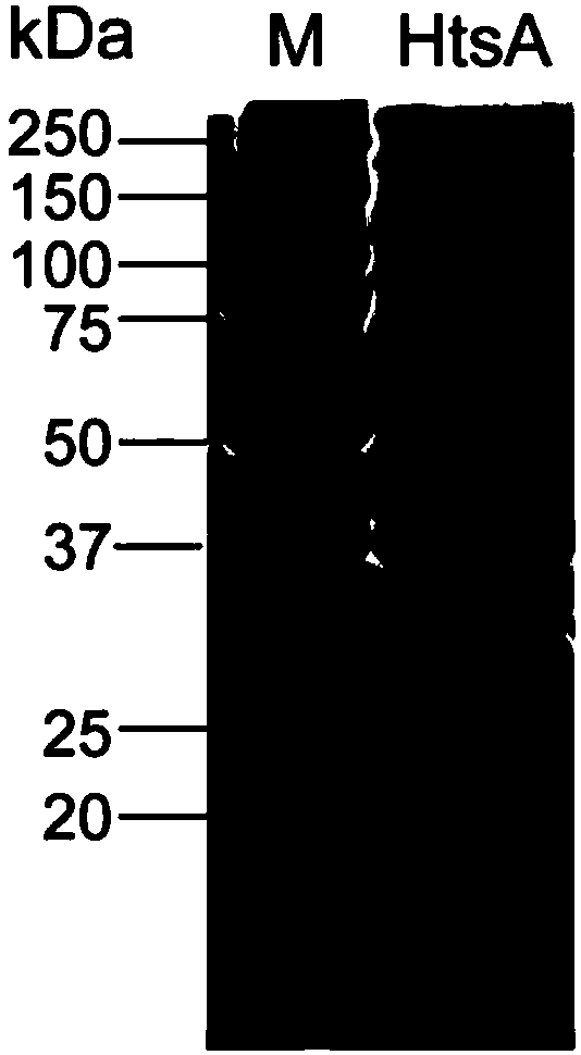 Streptococcus pyogenes HtsA protein vaccine as well as preparation method and application thereof