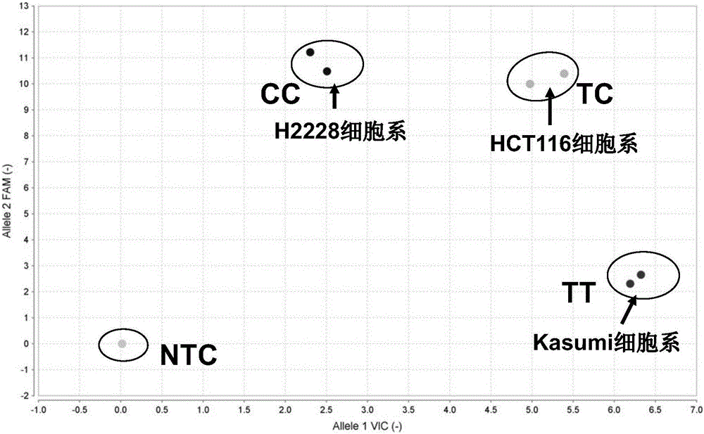 Primers, probes, kit and method for testing human VKORC1 and CYP2C9 gene polymorphisms