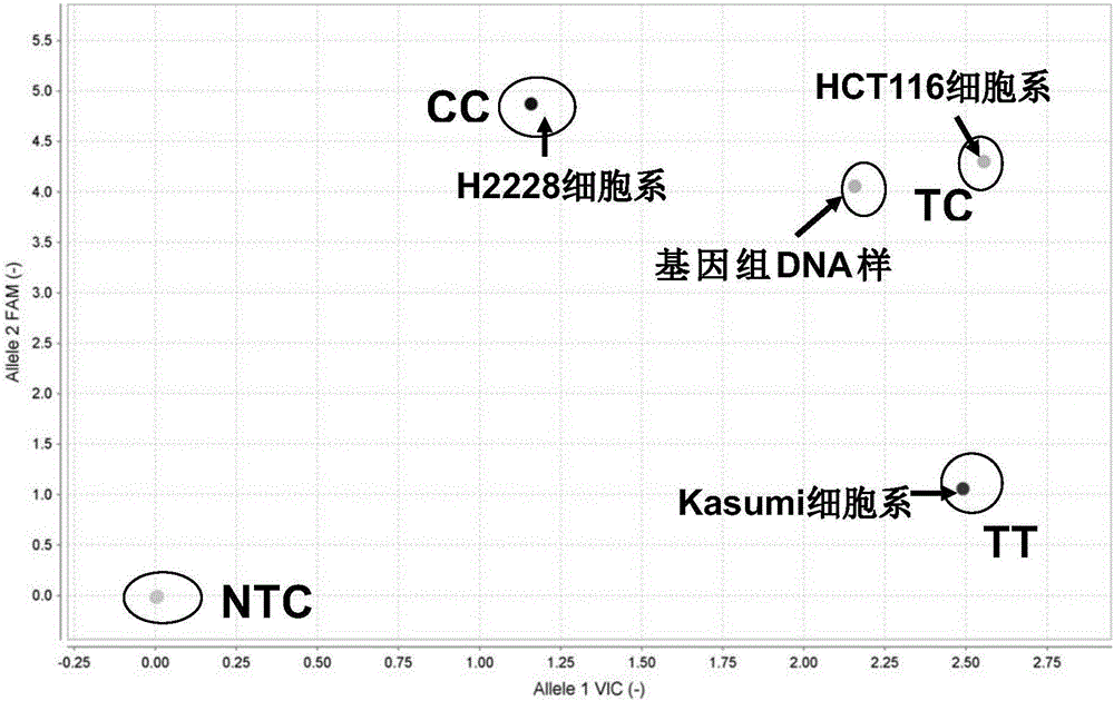 Primers, probes, kit and method for testing human VKORC1 and CYP2C9 gene polymorphisms