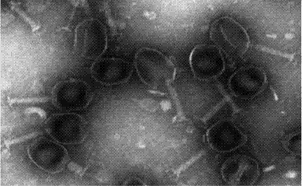 Coliphage and application thereof
