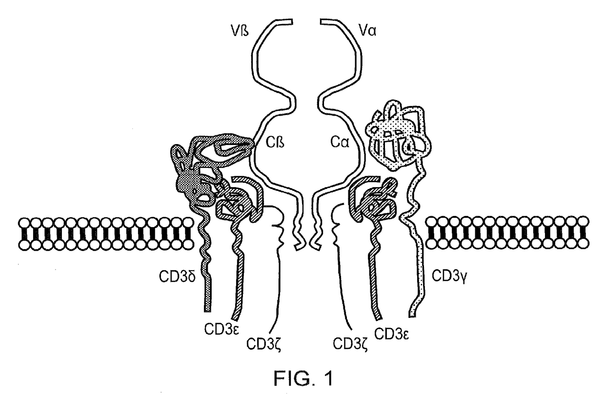 Chimeric antigen receptor (CAR) with antigen binding domains to the t cell receptor beta constant region