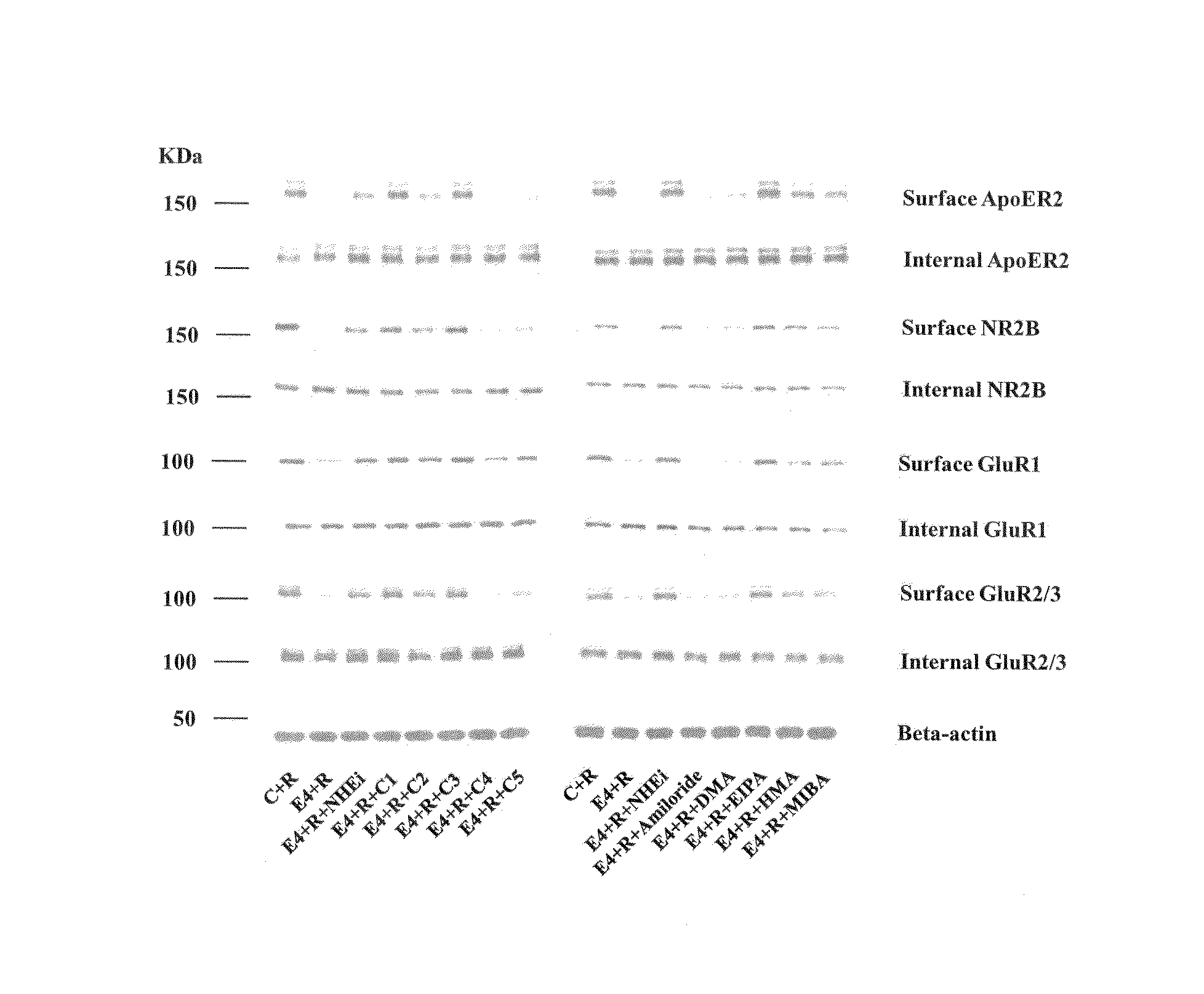 Promoting cycling of ApoE4 isoform