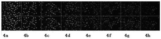 m  <sup>6</sup> a recombinant rabbit monoclonal antibody and its preparation method