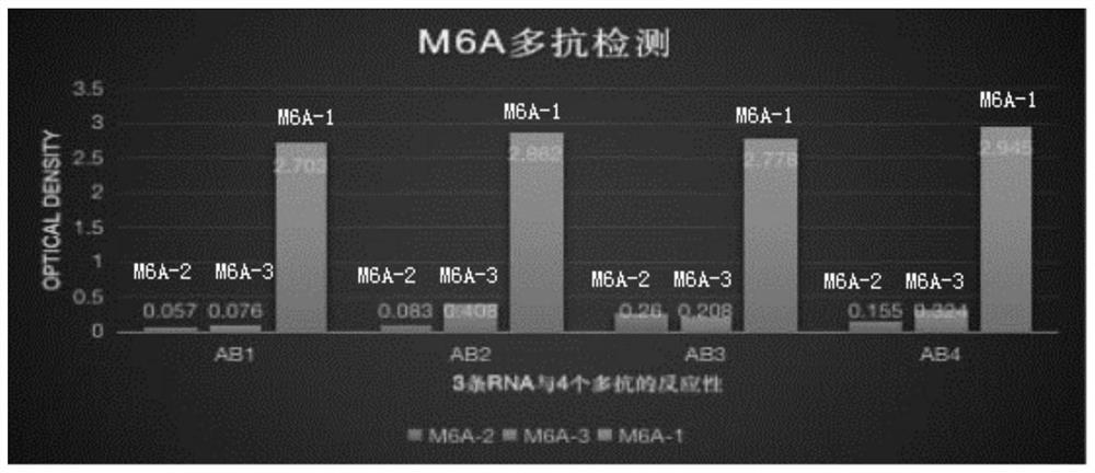 m  <sup>6</sup> a recombinant rabbit monoclonal antibody and its preparation method