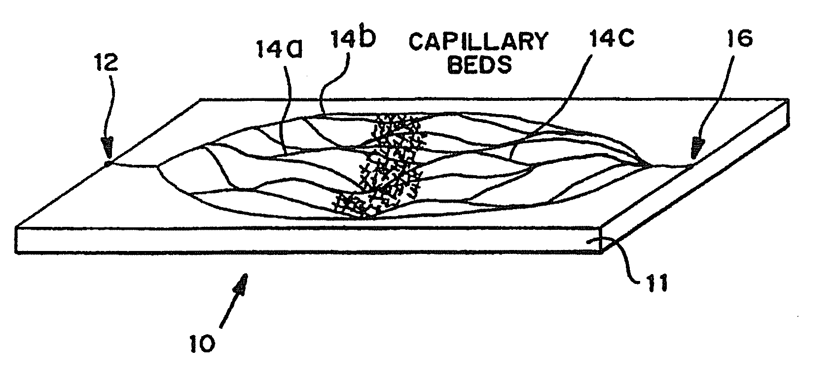 Fabrication of vascularized tissue using microfabricated two-dimensional molds