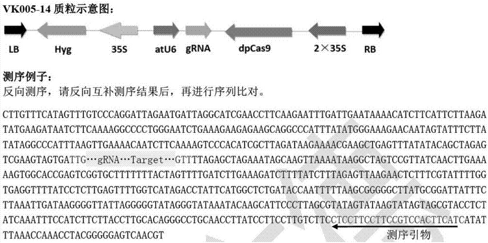 Gene editing method using CRISPR/Cas9 system to create pink fruit tomato