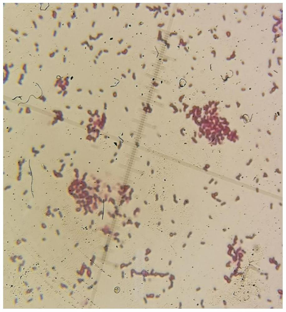 Burkholderiaspp.and application thereof in preventing and treating main pathogenic bacteria of panax notoginseng root rot