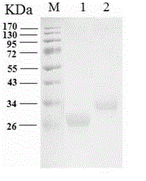 Application of brucella flagellin bmeii1112 in preparation of brucella subunit vaccine