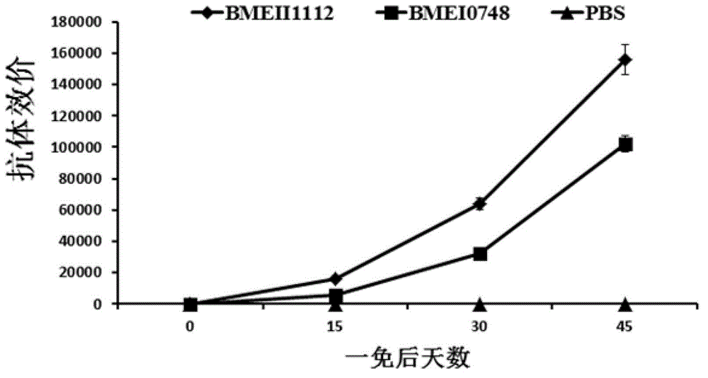 Application of brucella flagellin bmeii1112 in preparation of brucella subunit vaccine