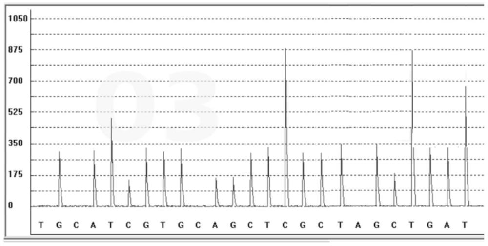 Detection kit for methotrexate metabolic markers and detection method and application of detection kit