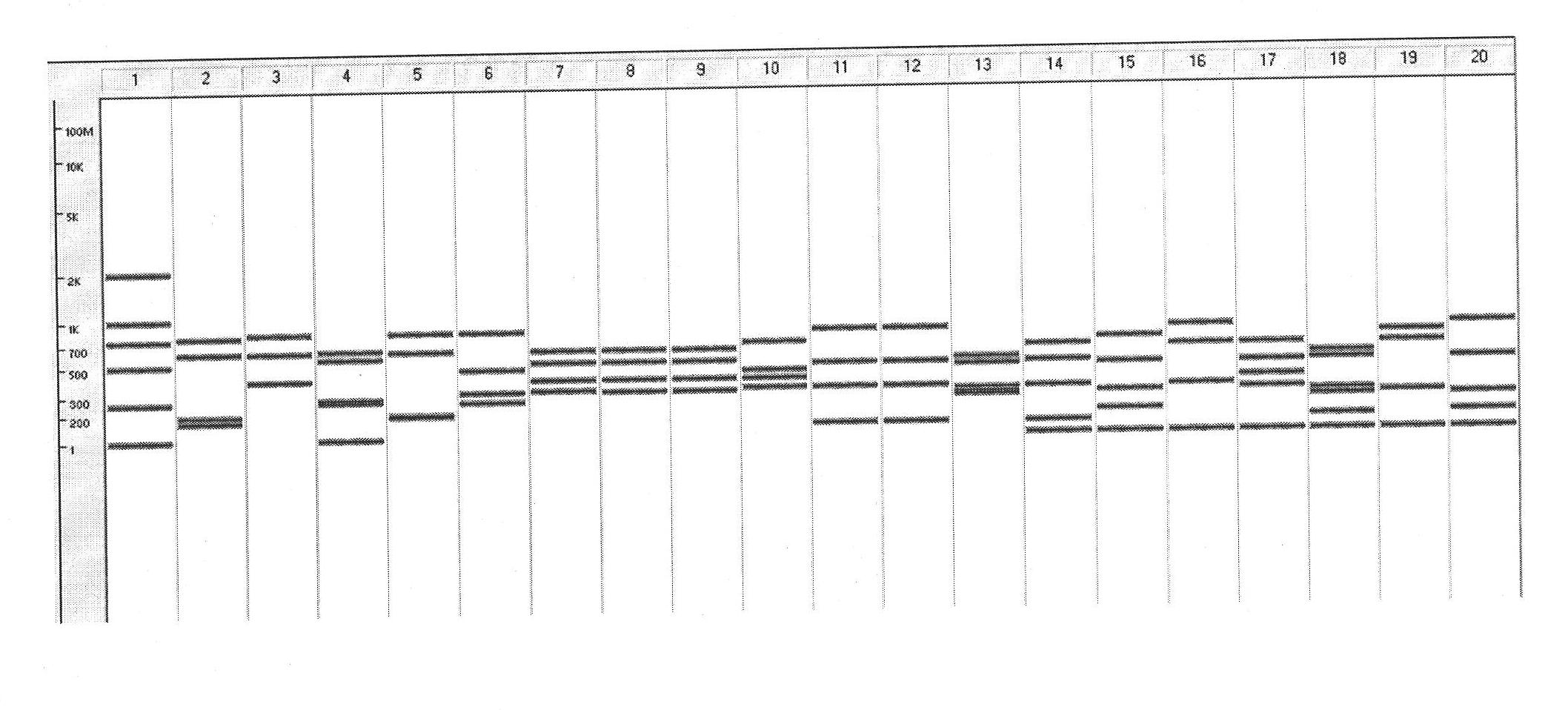 Method for establishing RFLP characteristic map of red tide algae