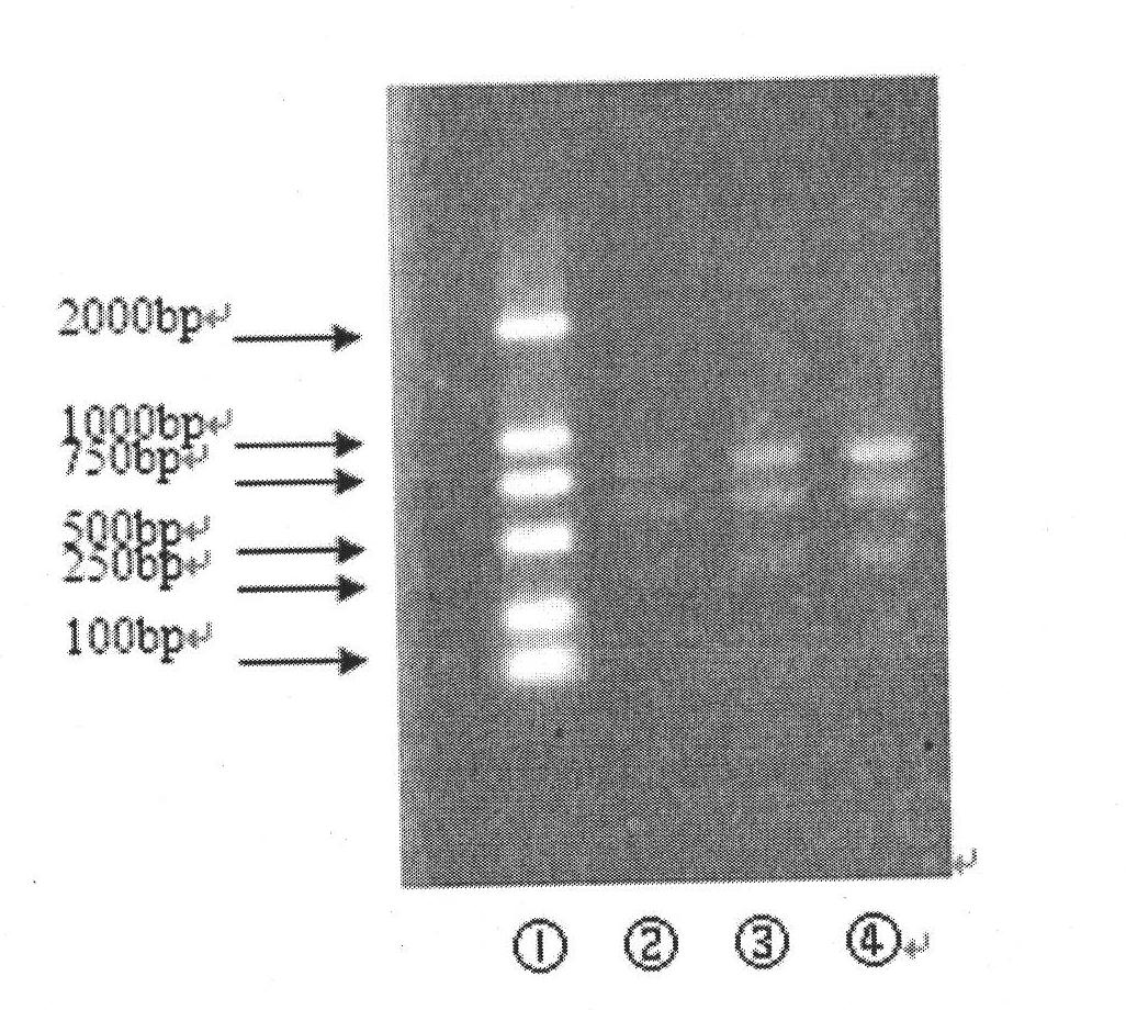 Method for establishing RFLP characteristic map of red tide algae