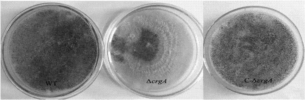 CrgA gene of Blakeslea trispora negative bacteria as well as cloning method and application of crgA gene