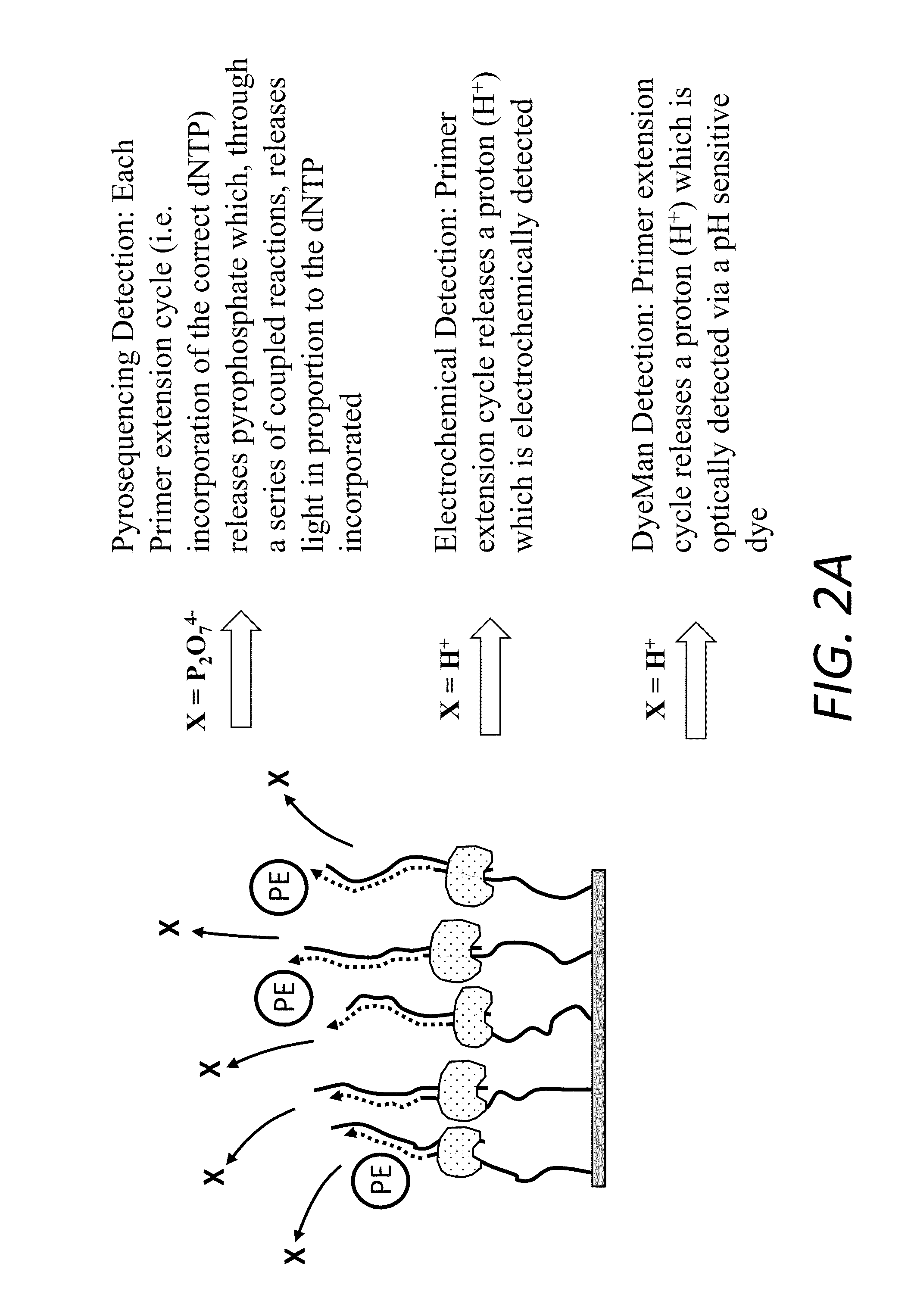 Nucleic acid sequencing technique using a pH-sensing agent