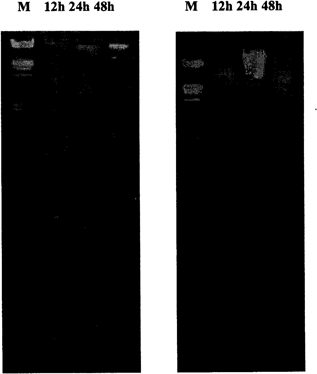 Anti tumor application of 3-carbonyl-20alpha-hydroxy-24-en-dammarane compound