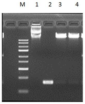 Gene NtAOS1 for improving jasmonic acid content in tobacco leaves, cloning method and application of NtAOS1