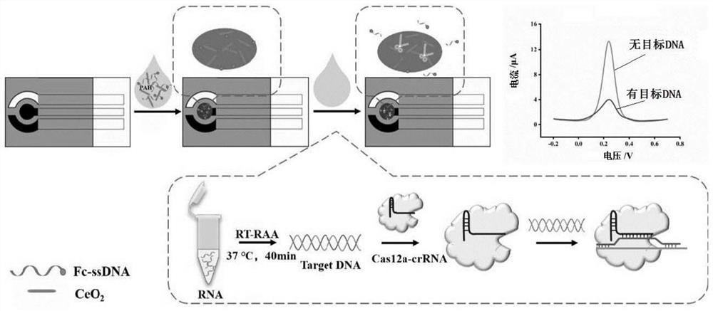 Electrochemical biosensor, preparation method thereof and method for detecting novel coronavirus