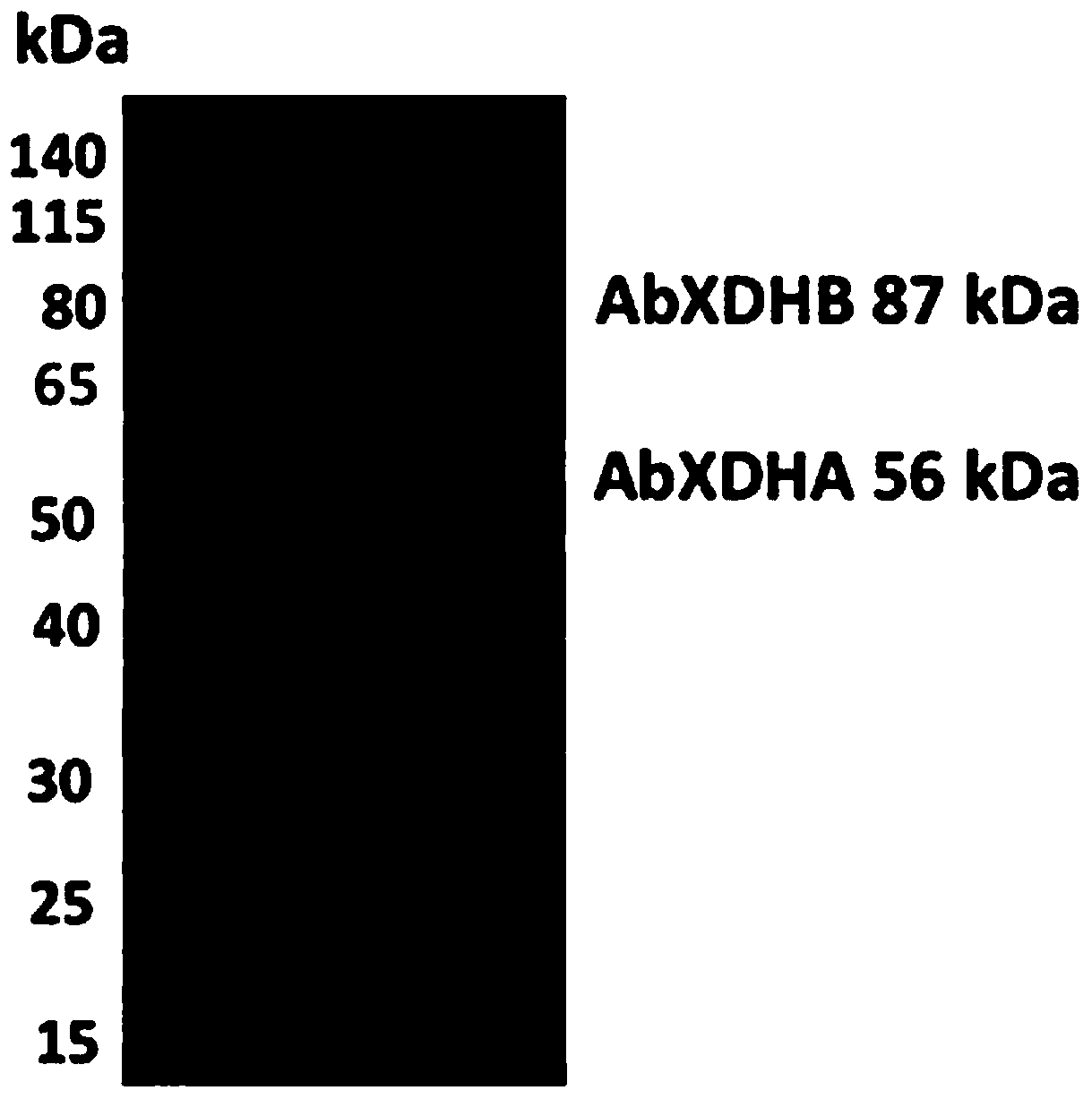 A kind of alkaline xanthine dehydrogenase and its application in detection kit