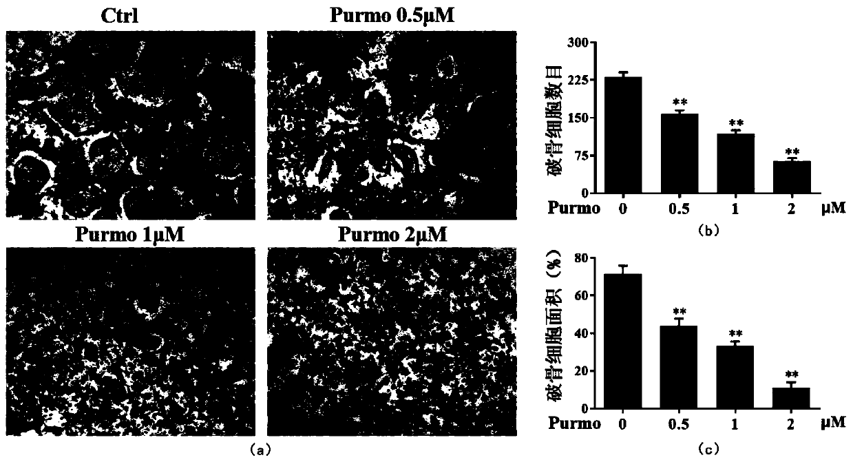 Application of Purmorphamine in pharmacy