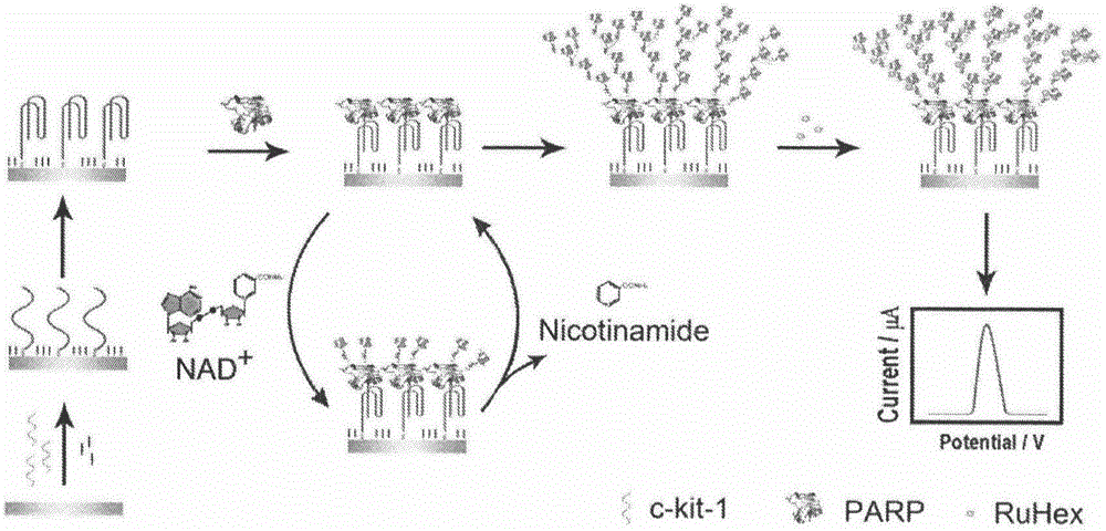 Detection method of poly(adenosine diphosphate-ribose) polymerase