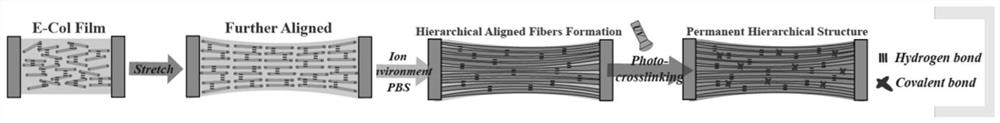 Collagen membrane with highly oriented and crystalline collagen fiber structure and preparation method thereof