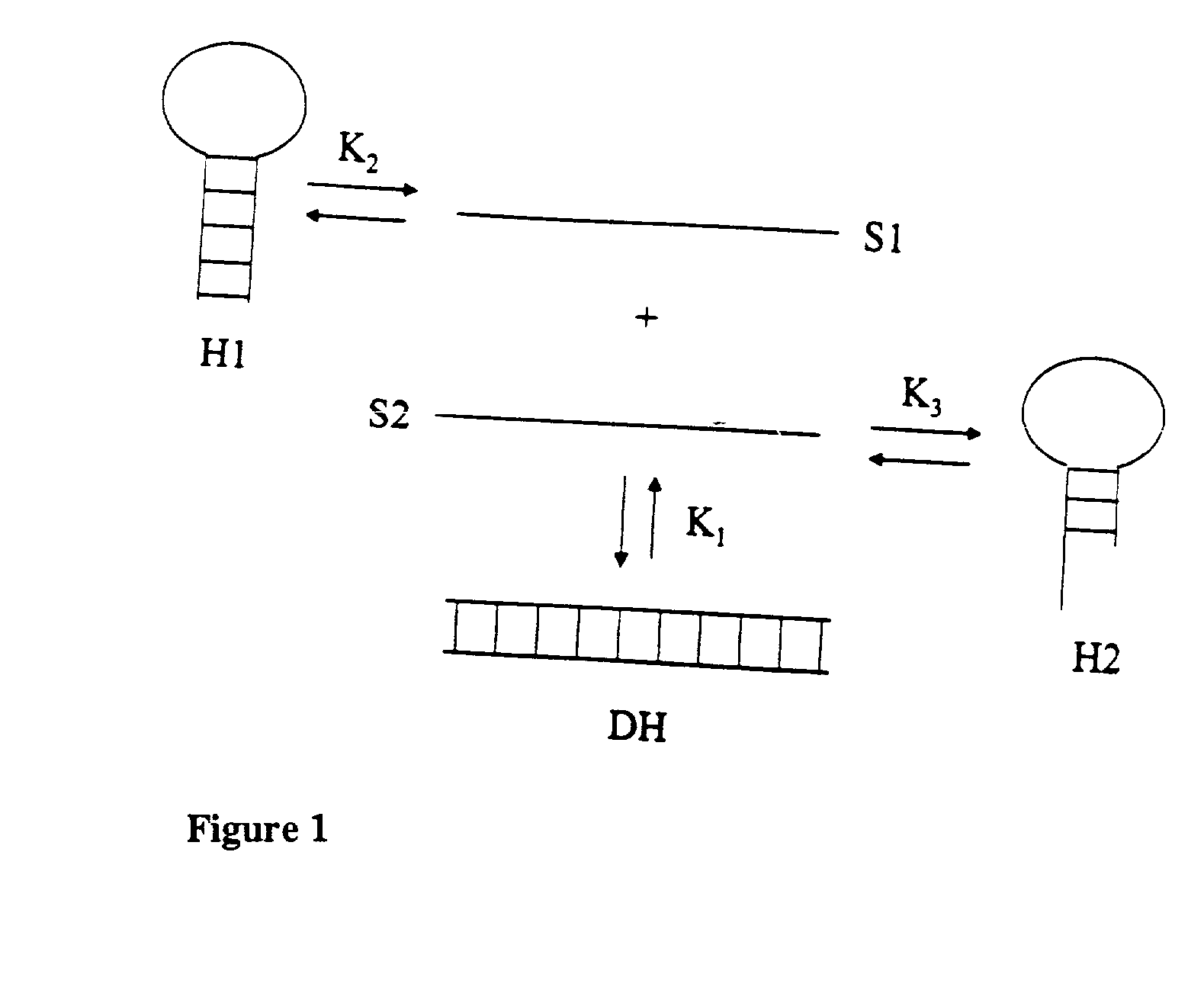 Method and system for predicting nucleic acid hybridization thermodynamics and computer-readable storage medium for use therein
