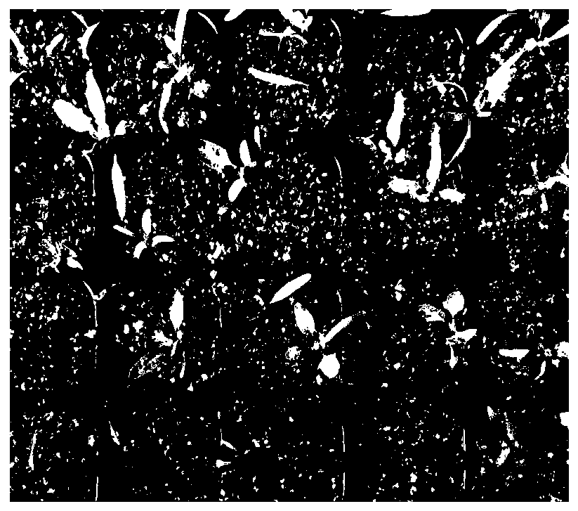 Method for quinoa seedling raising, transplanting and planting suitable for seashore saline-alkali soil