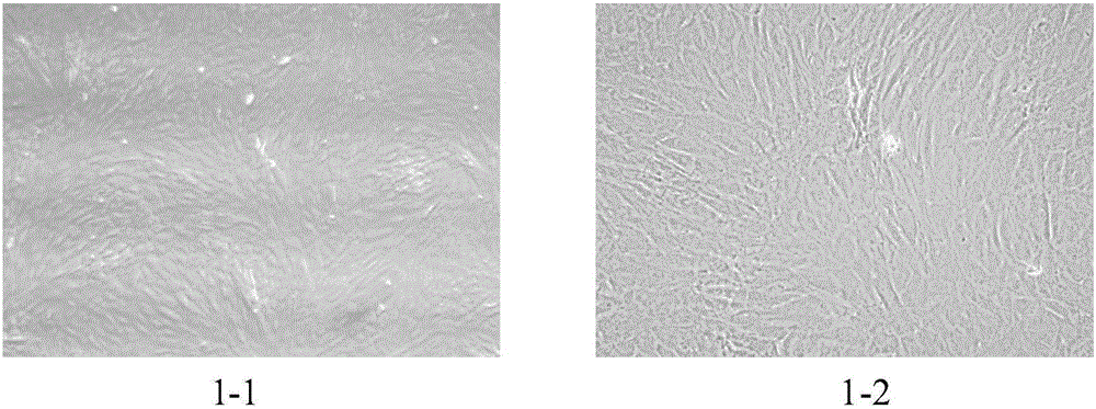 Adipose-derived mesenchymal stem cell osteogenic induction composition and osteogenic induction method thereof