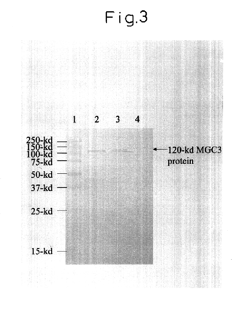 Modified DNA molecule, recombinant containing the same, and uses thereof