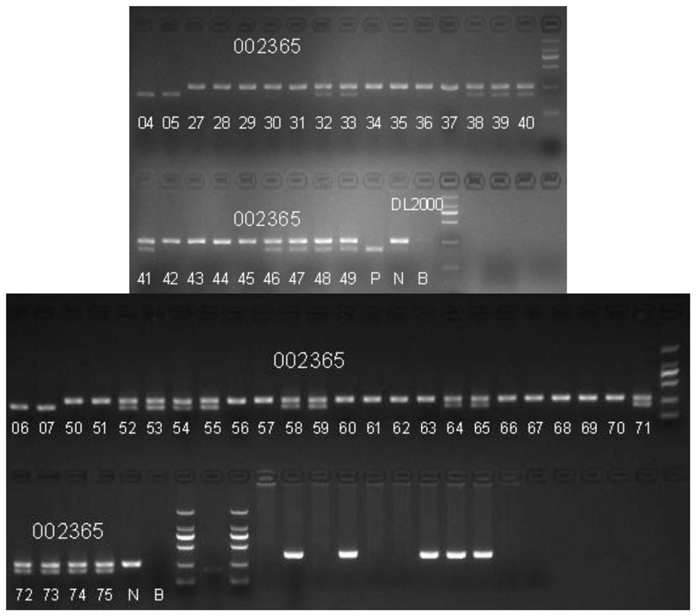 NOX2 gene defect rd1 mouse model as well as preparation method and application thereof