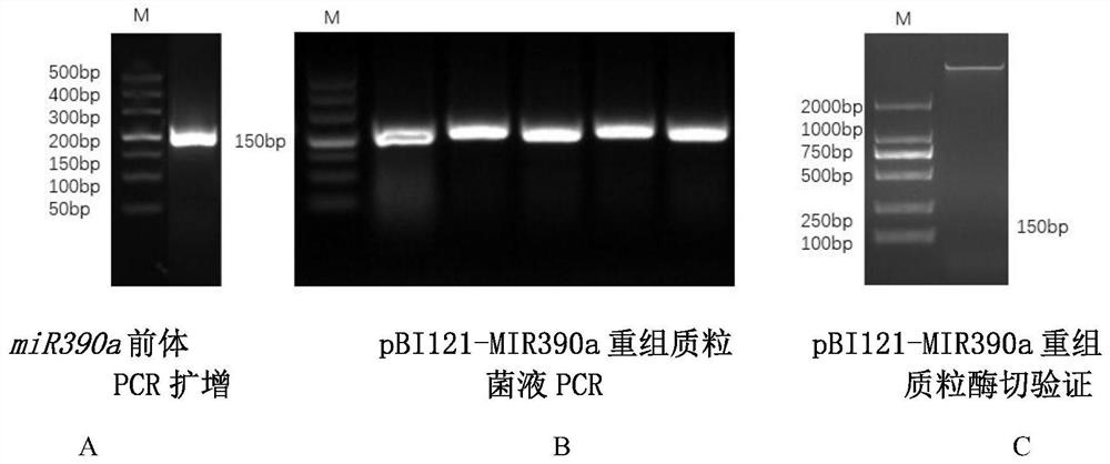 Chunlan  <i>mir390a</i> Application in controlling plant root development