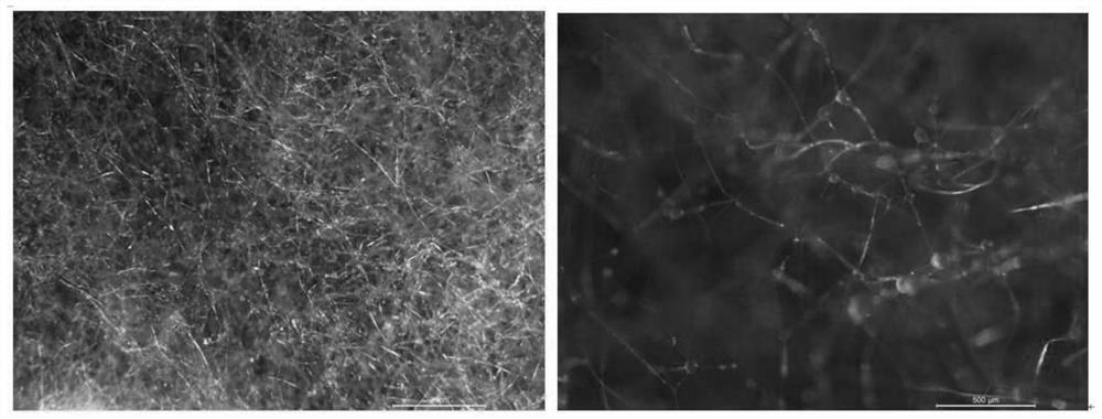 A kind of symbiotic fungus m2-1 of Pleurotus chinensis and its bacterial agent and fermentation liquid extract