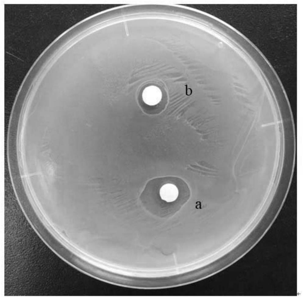 A kind of symbiotic fungus m2-1 of Pleurotus chinensis and its bacterial agent and fermentation liquid extract