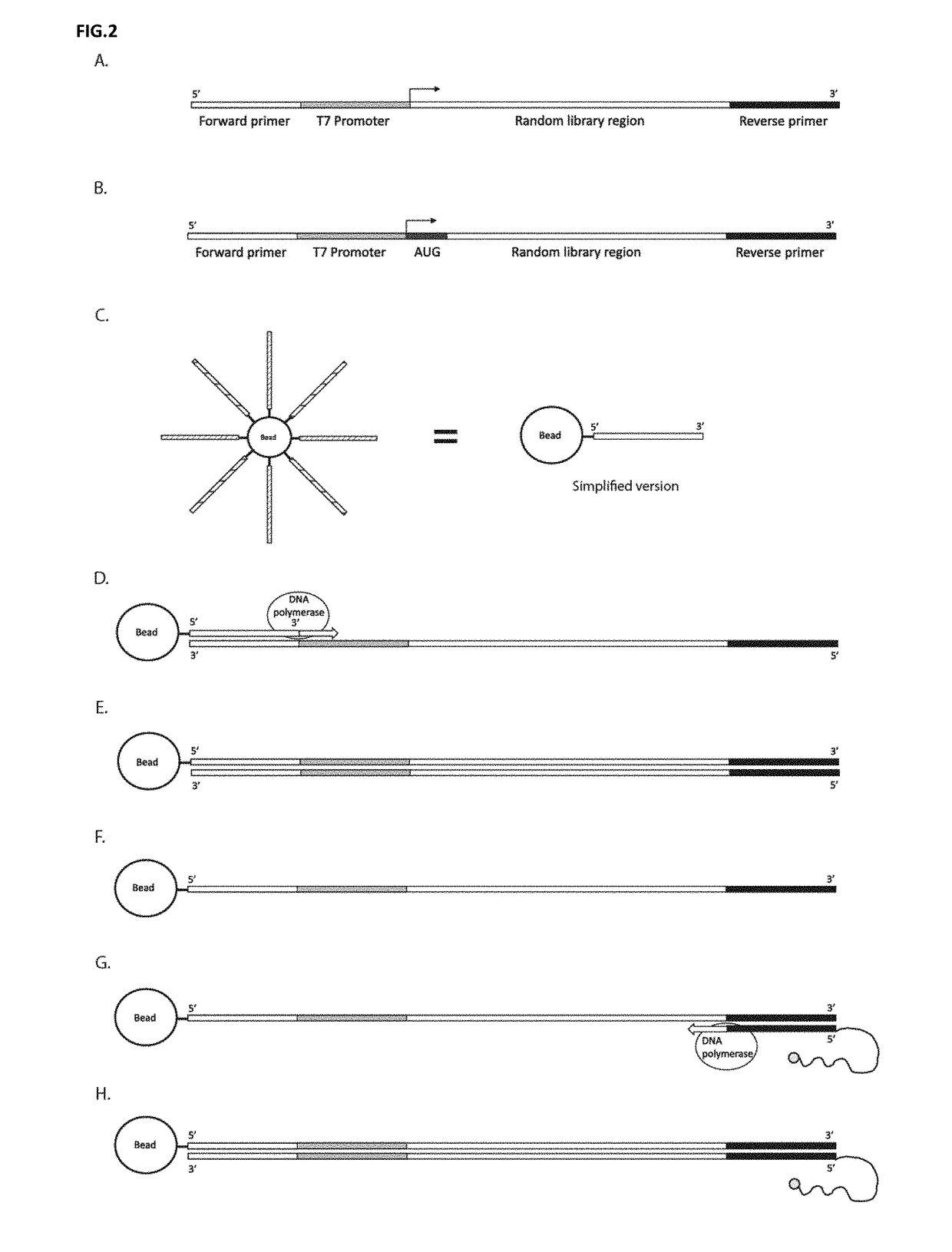 DNA display and methods thereof