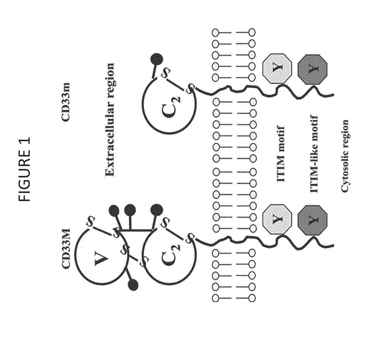 Cd33 specific chimeric antigen receptors