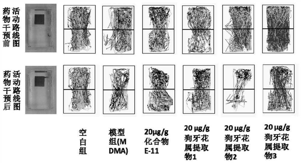 Ervatamia plant extract as well as extraction and separation method and application thereof
