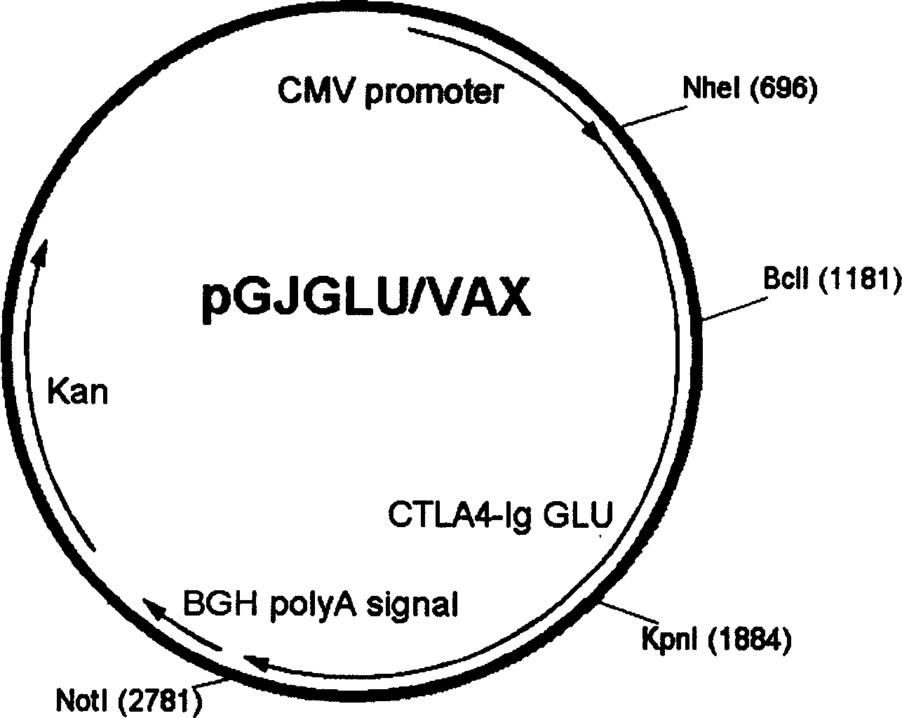 Target directional DNA vaccine for preventing caries and preparation method thereof