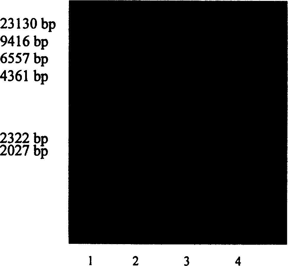 Target directional DNA vaccine for preventing caries and preparation method thereof