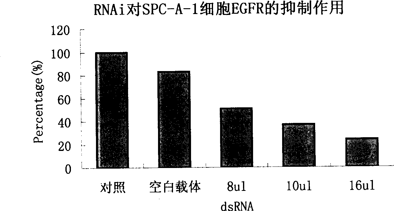 Dowble-stranded RNA and use thereof