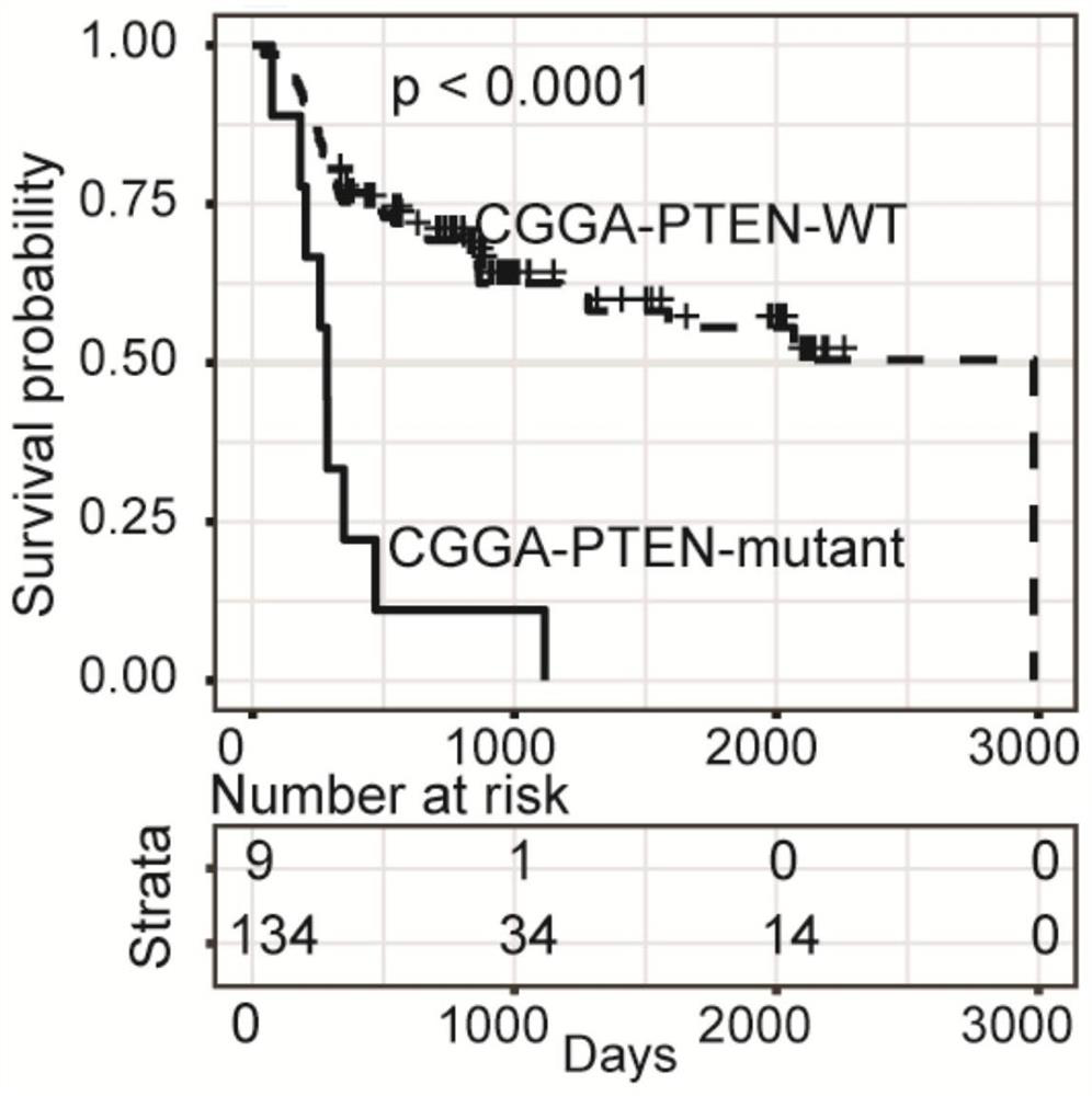 Method for screening glioma biomarker based on PTEN gene state