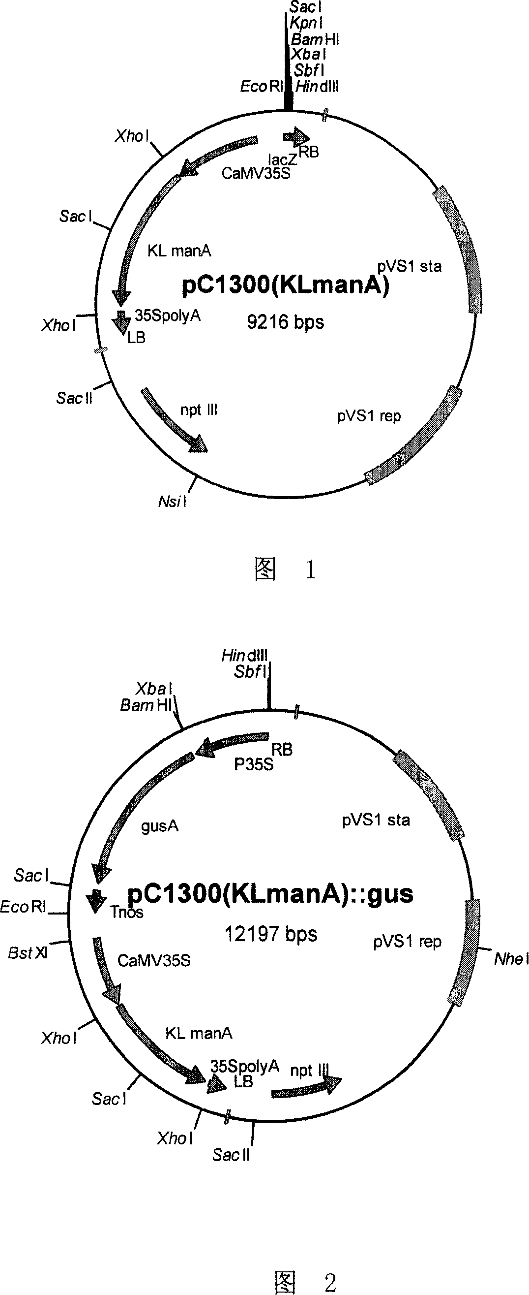 Phophomannose isomerase gene and its coded protein and use
