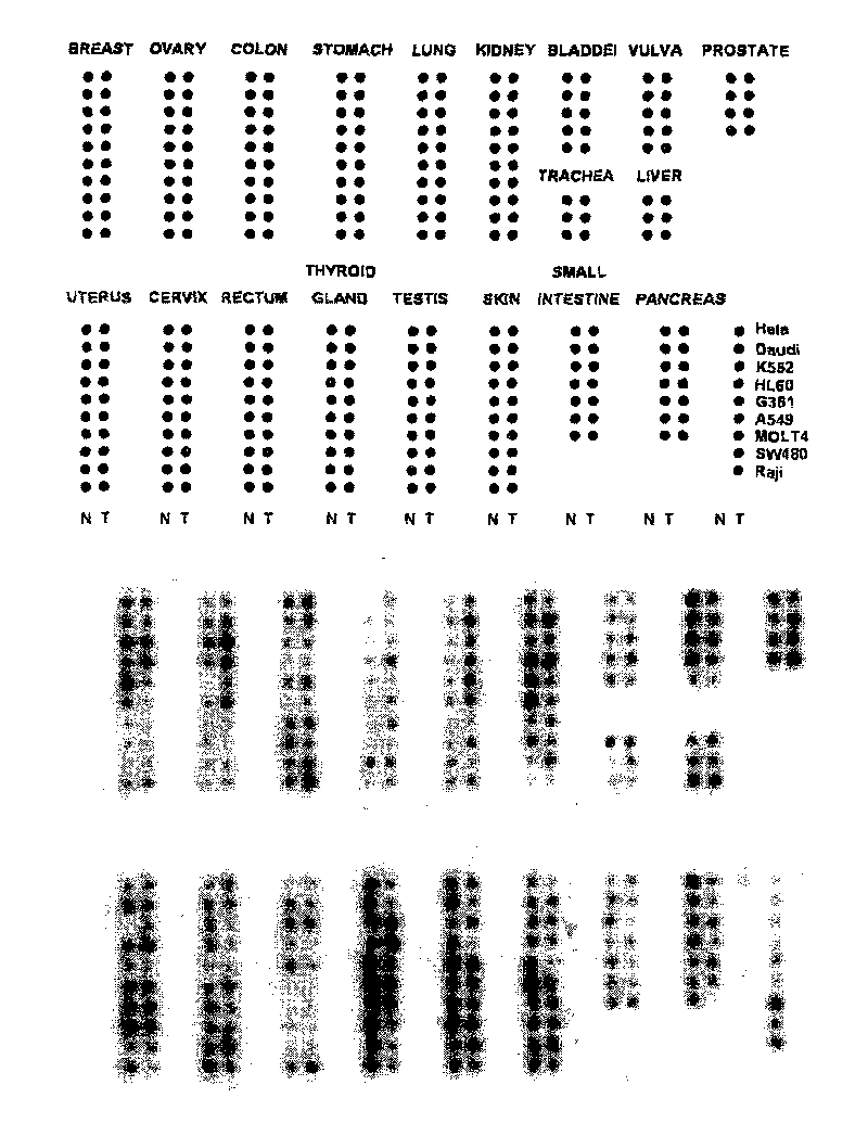 Novel human cell growth inhibiting gene THAP11 and application thereof